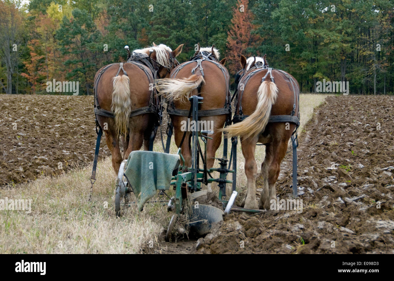 Pflug Pferde warten auf der Landwirt Stockfoto