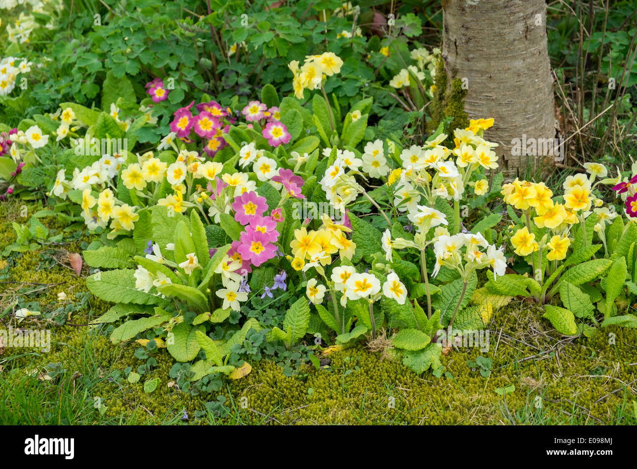 Informelle Pflanzung von Primula-Arten Stockfoto