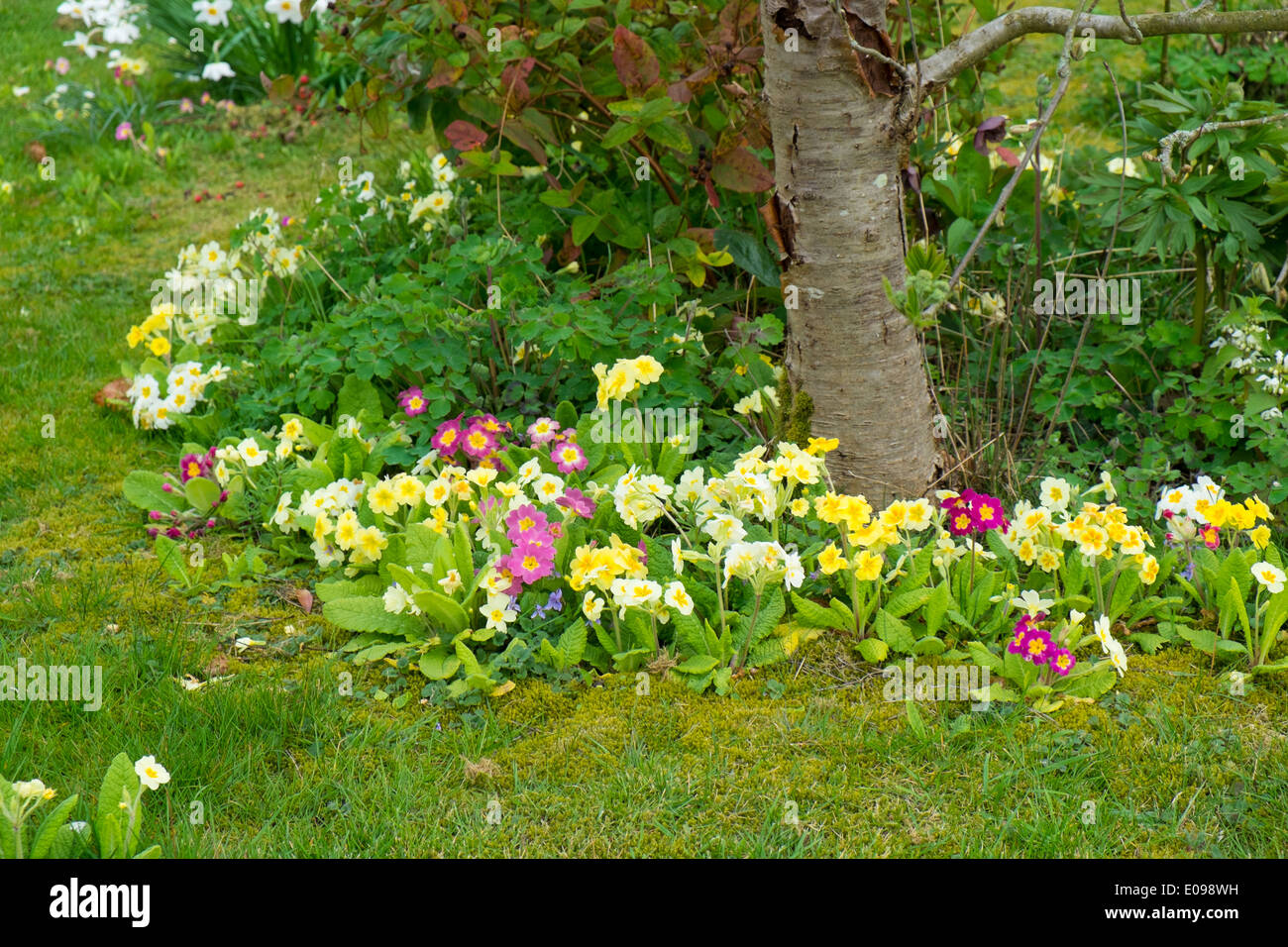 Informelle Pflanzung von Primula-Arten Stockfoto