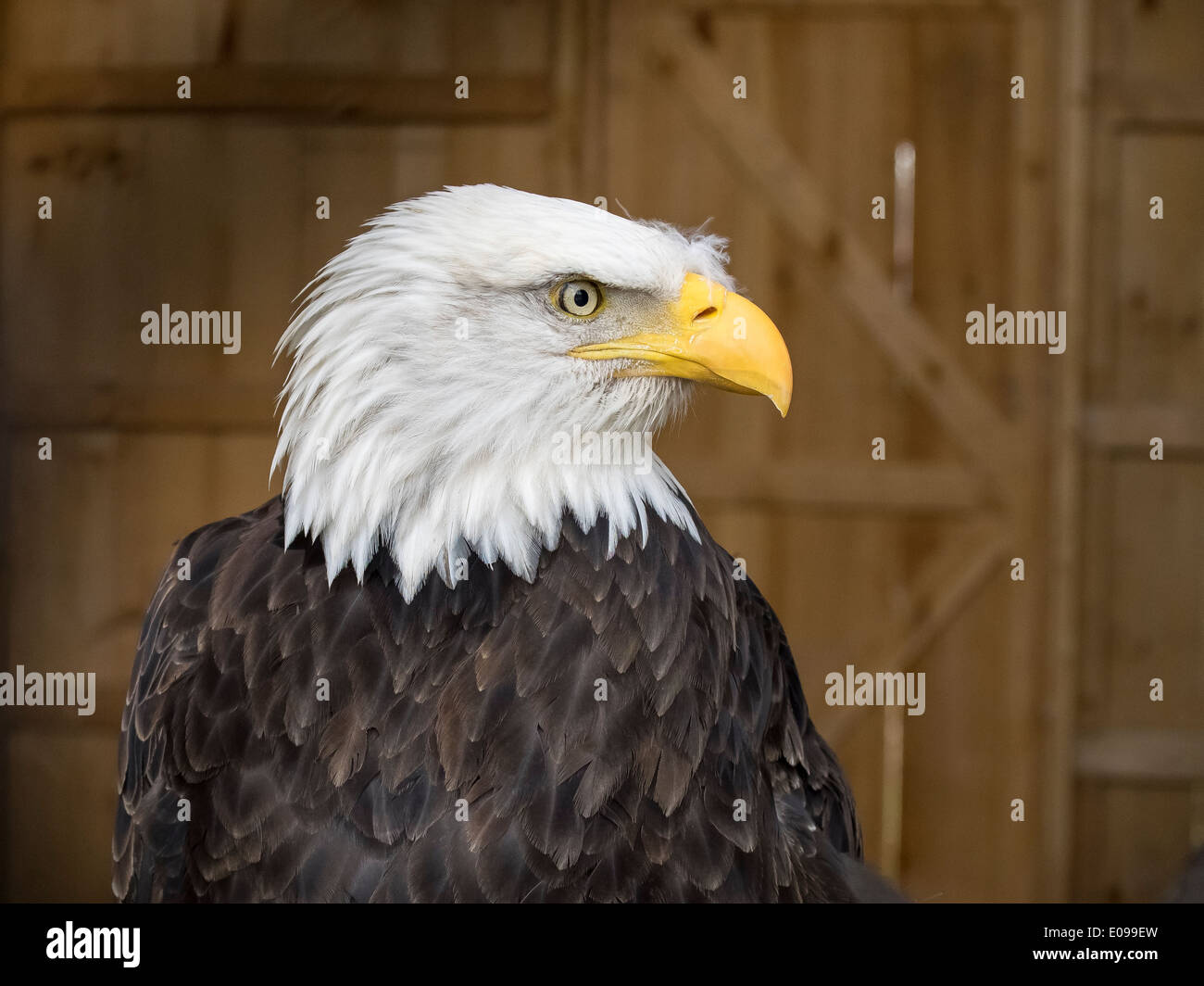 Profilbildnis der Weißkopf-Seeadler mit Holz Wand im Hintergrund.  Gelegen im Raptor Sanctuary in Südontario, CAN. Stockfoto