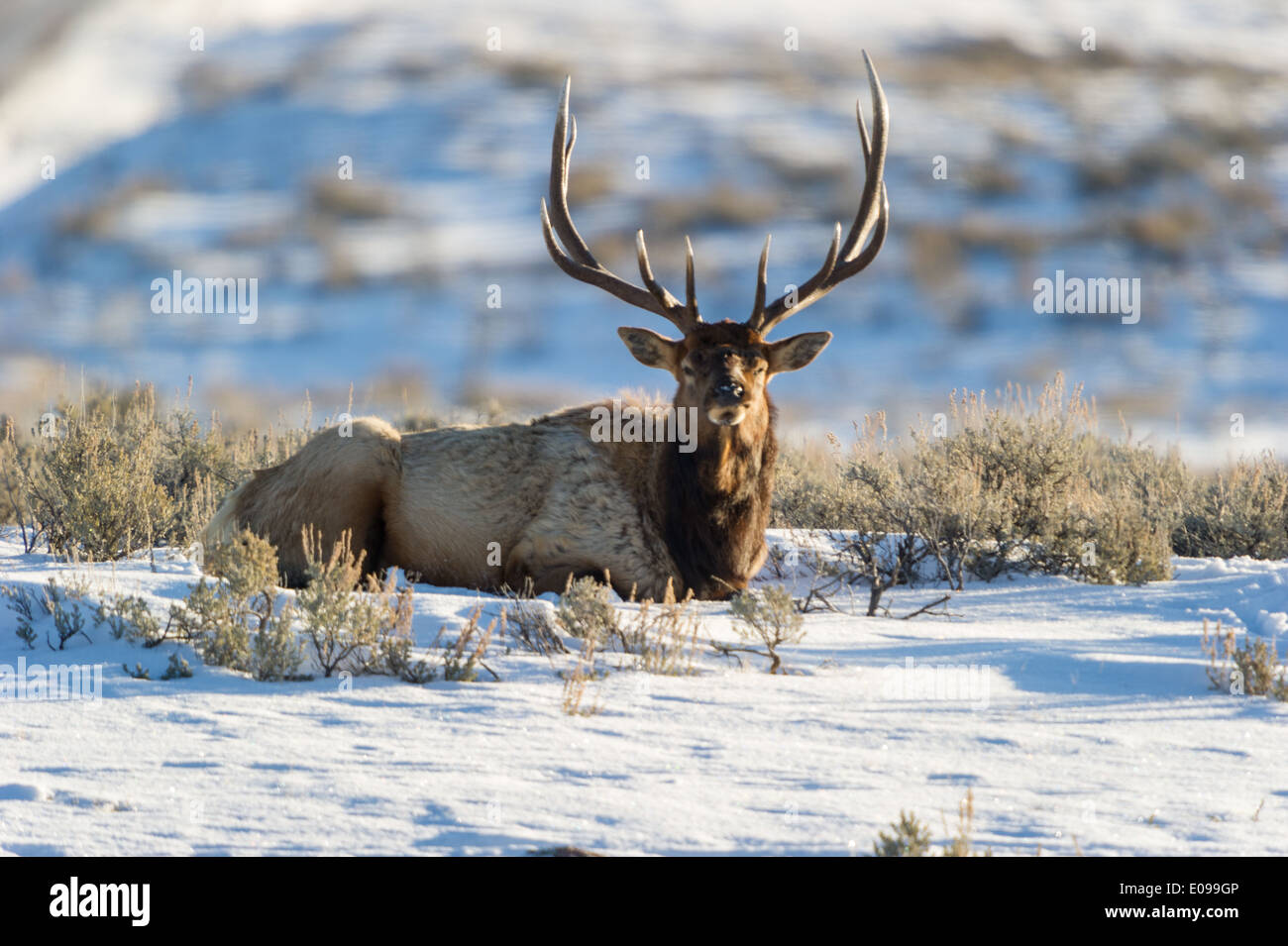 Elch im Yellowstone National Park Stockfoto