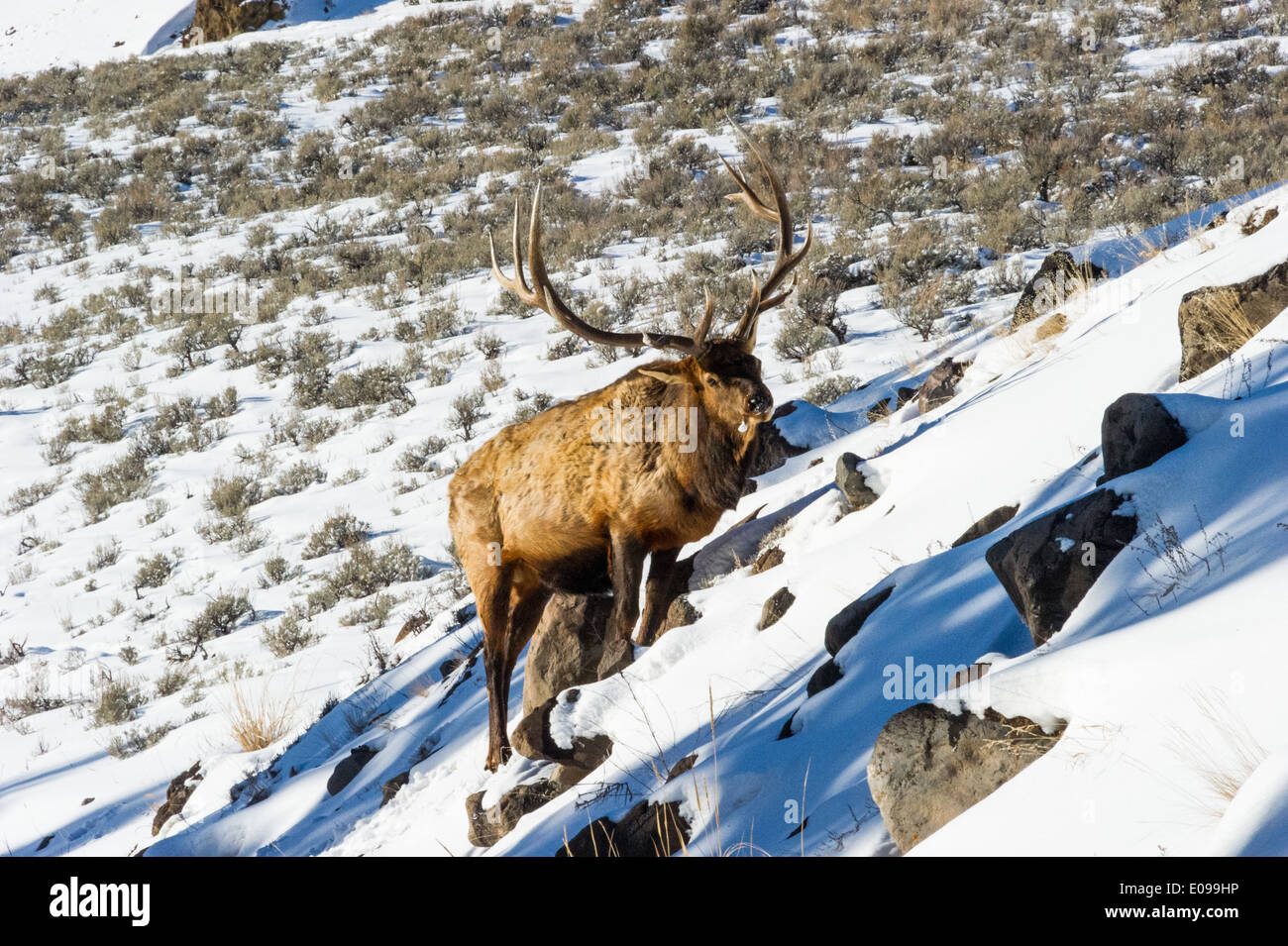 Elch im Yellowstone National Park Stockfoto