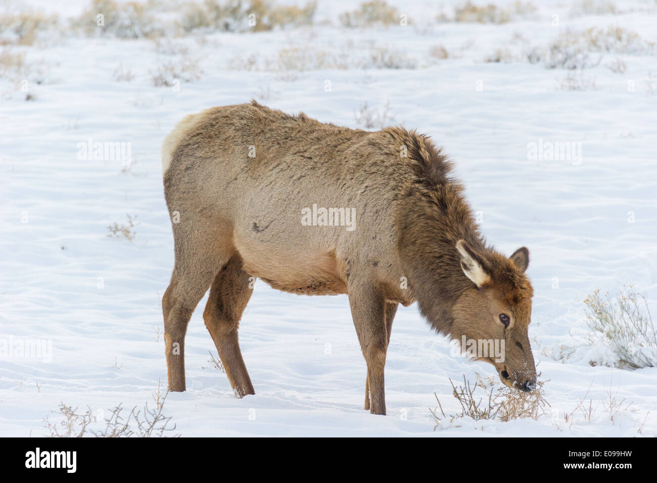 Elch im Yellowstone National Park Stockfoto