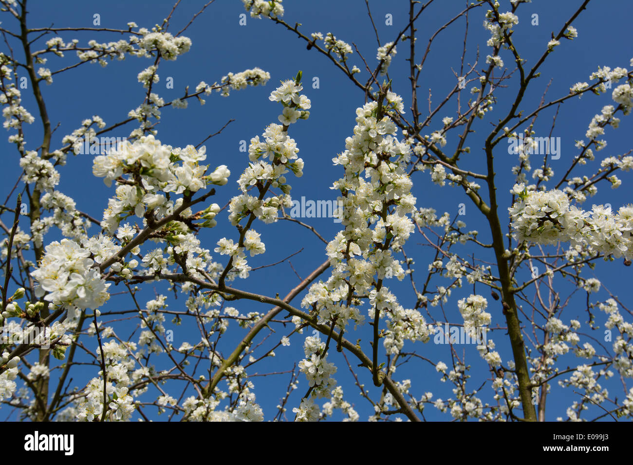 Die pflaumenblüte Fotos und Bildmaterial in hoher Auflösung Alamy