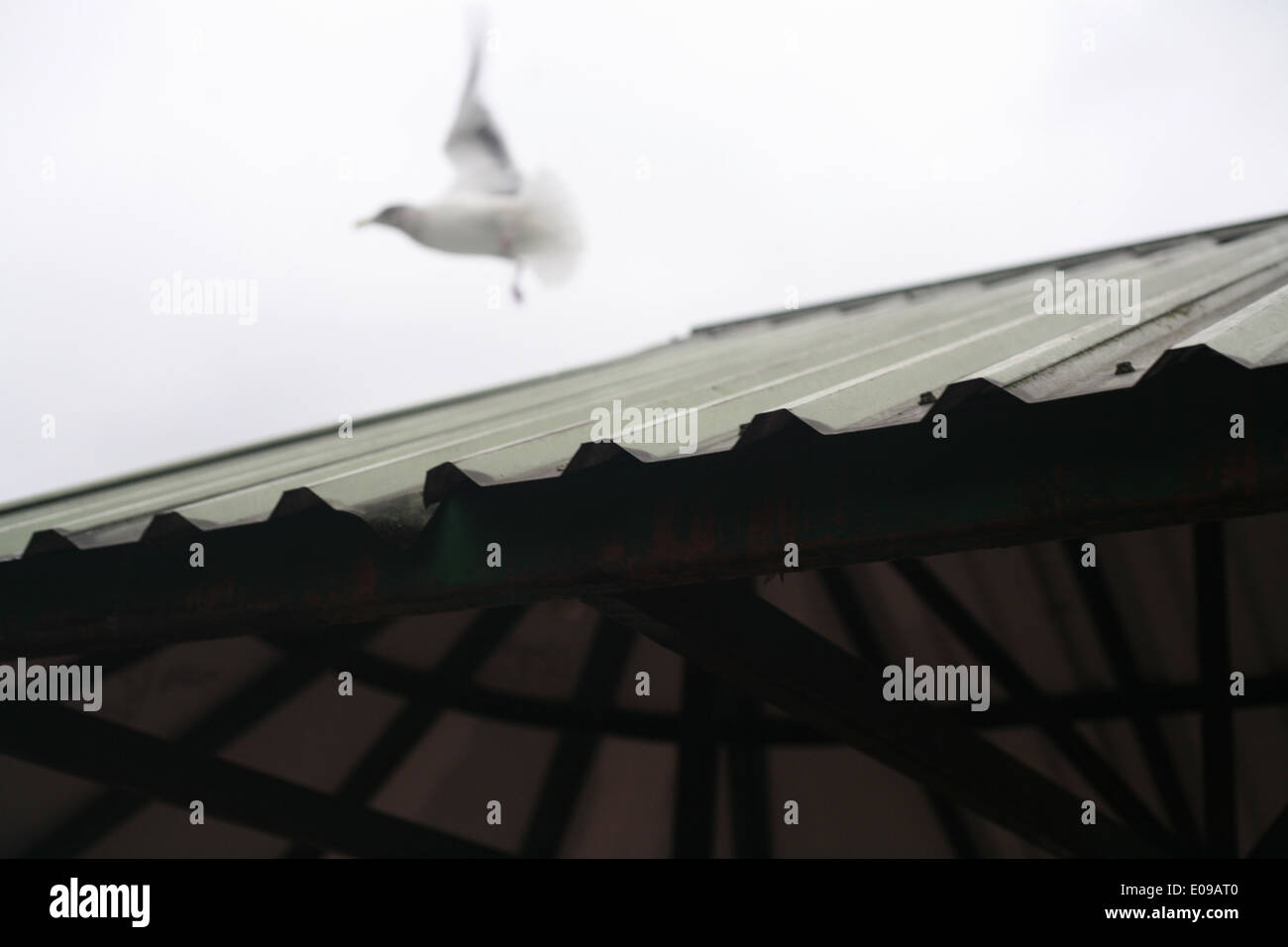 Einen Vogel im Flug über das Dach einer grauen Metallstruktur Stockfoto