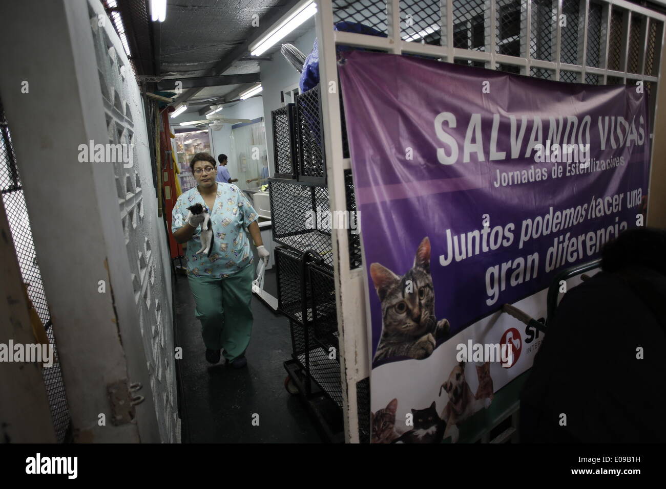 Panama City, Panama. 6. Mai 2014. Freiwillige Silvia de Galvez bewegt sich eine Katze nach einer Operation, in der "Spay Panama" Stiftung in Panama-Stadt, Hauptstadt von Panama, am 6. Mai 2014. "Spay Panama" ist eine Stiftung, deren Aufgabe es ist, das Elend und die unnötigen Tod Straßentiere, mithilfe einer intensiven Sterilisationsprogramm zu steuern. Mit einem Durchschnitt von 50 tägliche Sterilisationen, die "Spay Panama" Stiftung bringt seine größte Unterstützung von den Freiwilligen, die die verschiedenen der Stiftung Aufgaben. © Mauricio Valenzuela/Xinhua/Alamy Live-Nachrichten Stockfoto