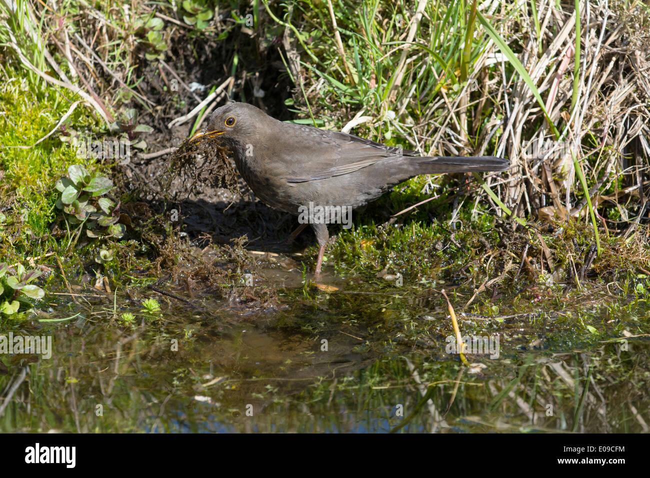 Amsel, Turdus Merula, Weiblich sammeln Nistmaterial neben Gartenteich, April. Stockfoto