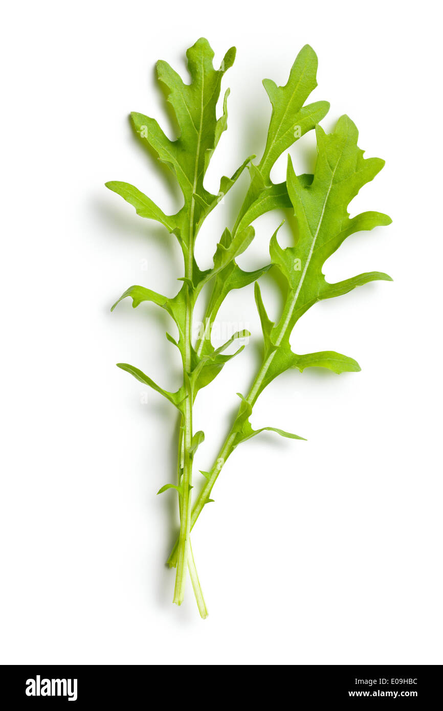 Frischer Rucola Blätter auf weißem Hintergrund Stockfoto
