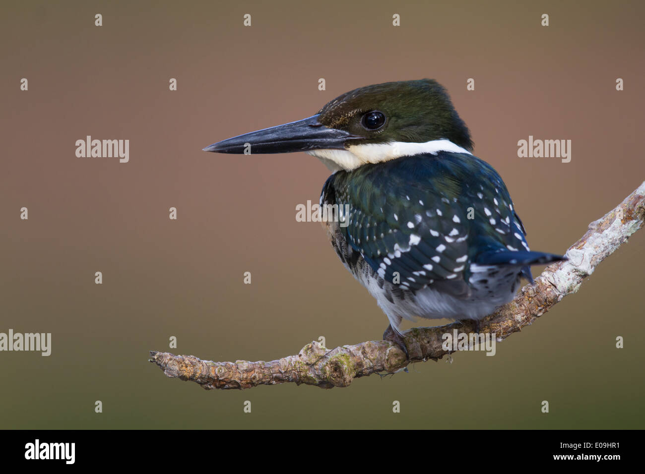 Grün-Eisvogel (Chloroceryle Americana) Stockfoto