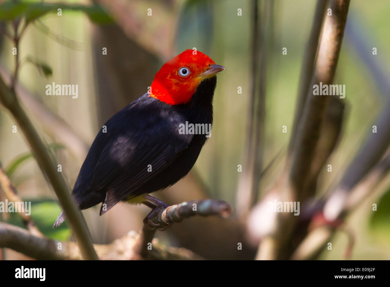 Rot-capped Manakin (Pipra Mentalis) Stockfoto