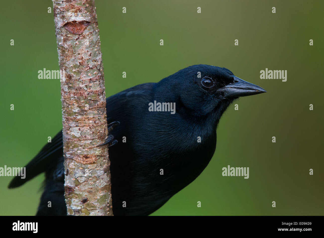 Melodiöse Blackbird (Tauchgänge Tauchgänge) Stockfoto