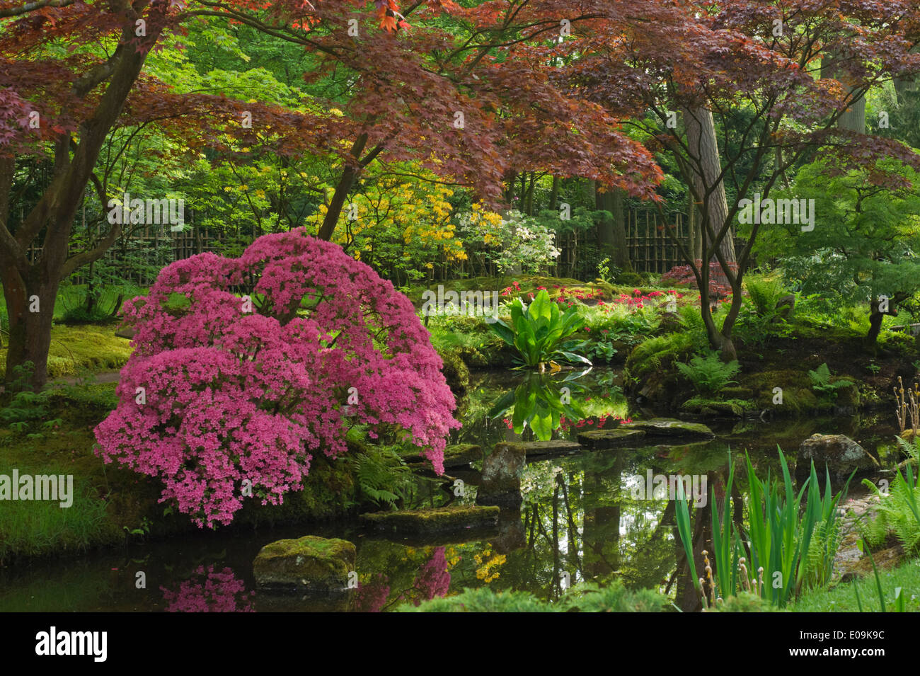 Rosa Azalee im japanischen Garten Stockfoto