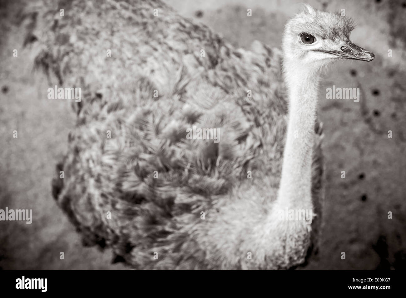 Neuseeland, Wellington, Wellington Zoo, Afrikanischer Strauß (Struthio Camelus) Stockfoto