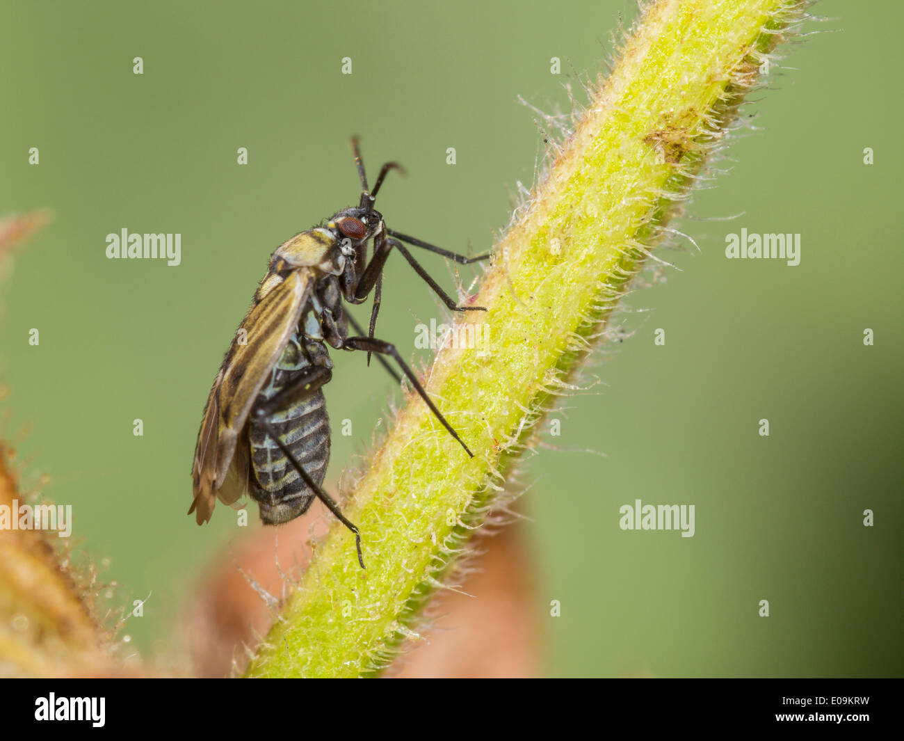 Macrotylus Herrichi, Weiblich, auf Salbei Stockfoto