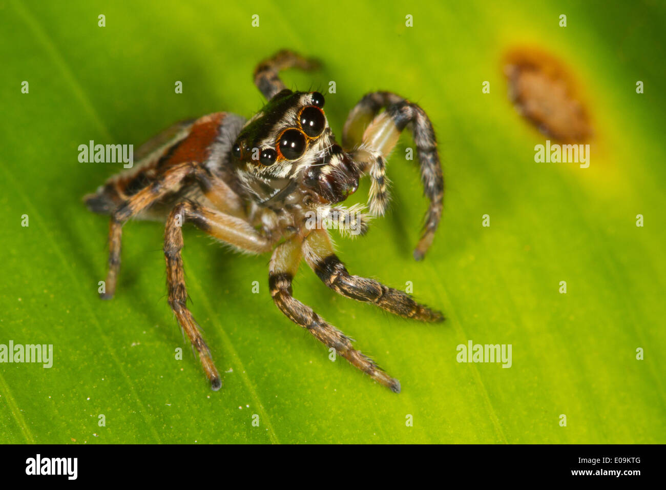 Springspinne (Salticidae), Orange Walk District, Belize Stockfoto