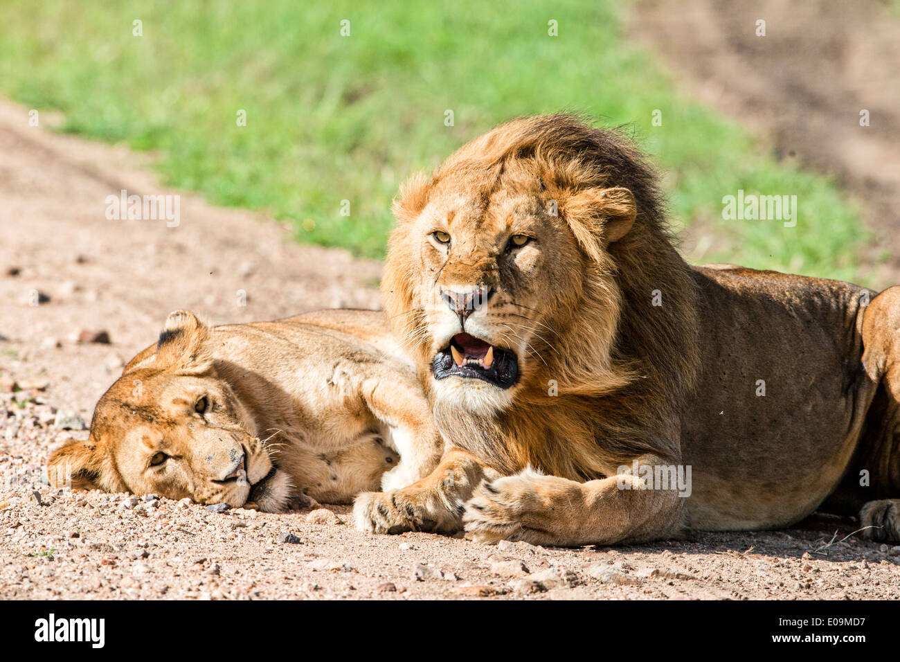 Löwe und Löwin (Panthera Leo) fotografiert in Tansania Stockfoto