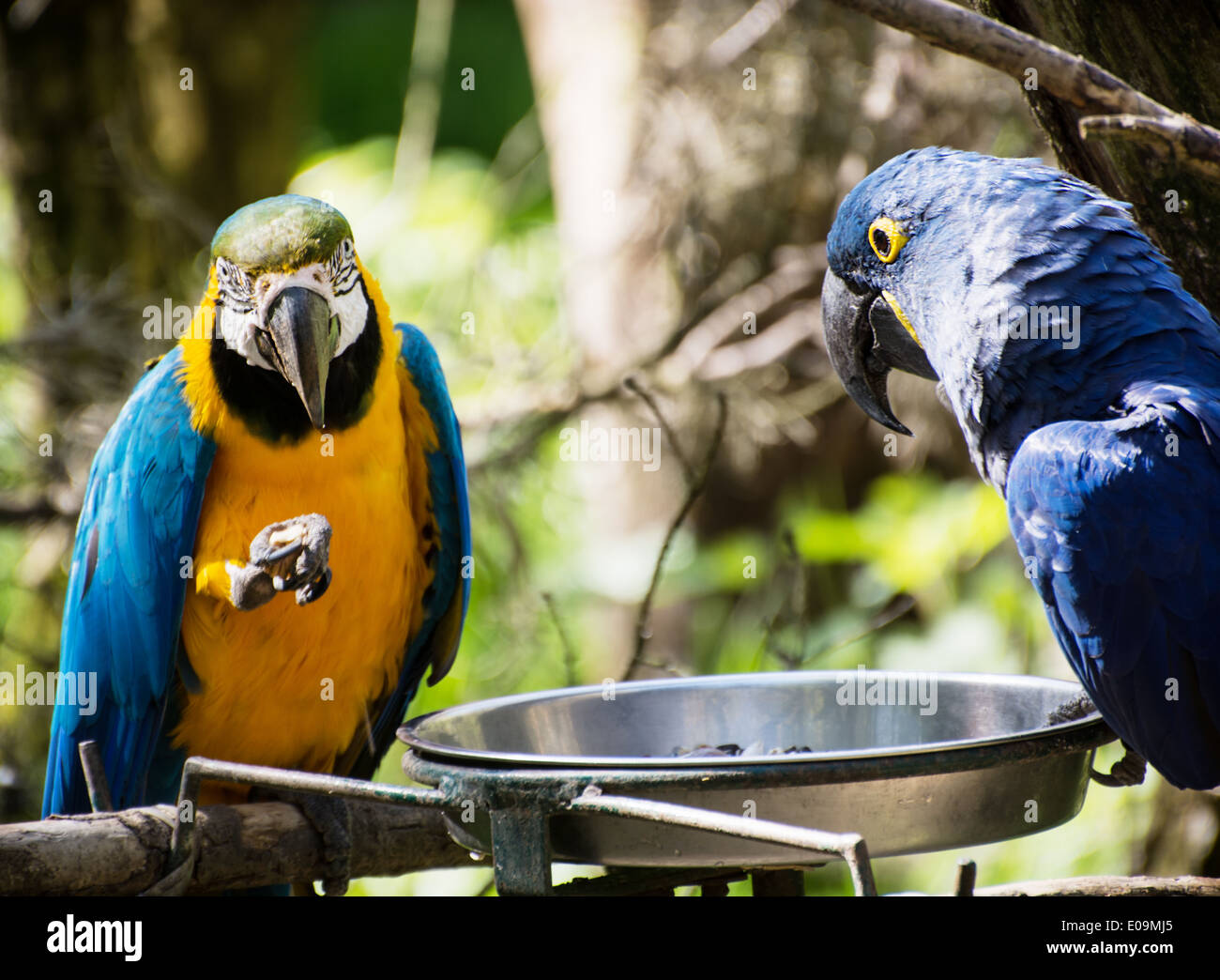 Blau-gelbe Ara (Ara Ararauna) und Hyazinth-Ara (Anodorhynchus Hyacinthinus) frisst Samen. Stockfoto
