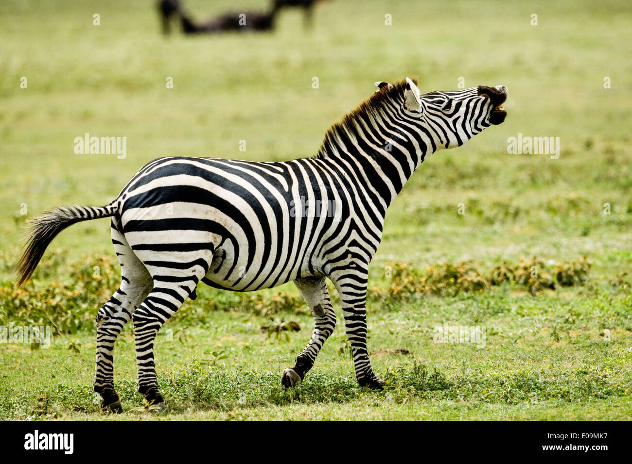 Ebenen Zebra (Equus), Serengeti National Park, Tansania, Afrika Stockfoto