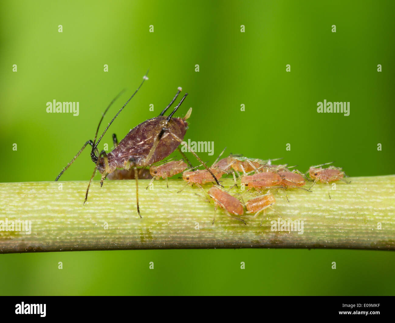 Blattläuse auf rosa Stockfoto