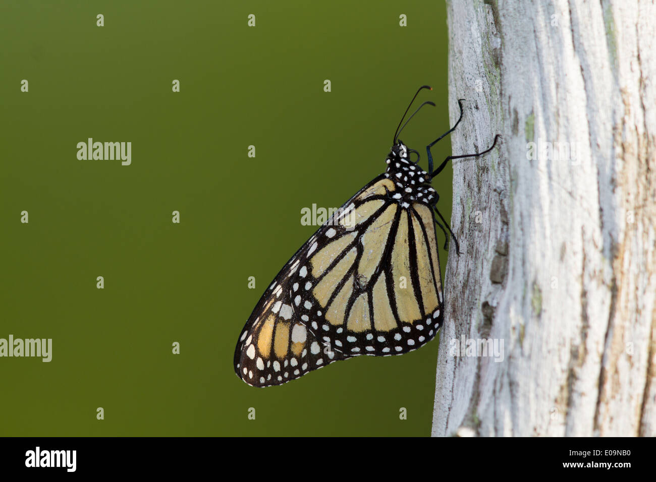Monarchfalter (Danaus Plexippus) ruht auf einem Zaunpfahl Stockfoto