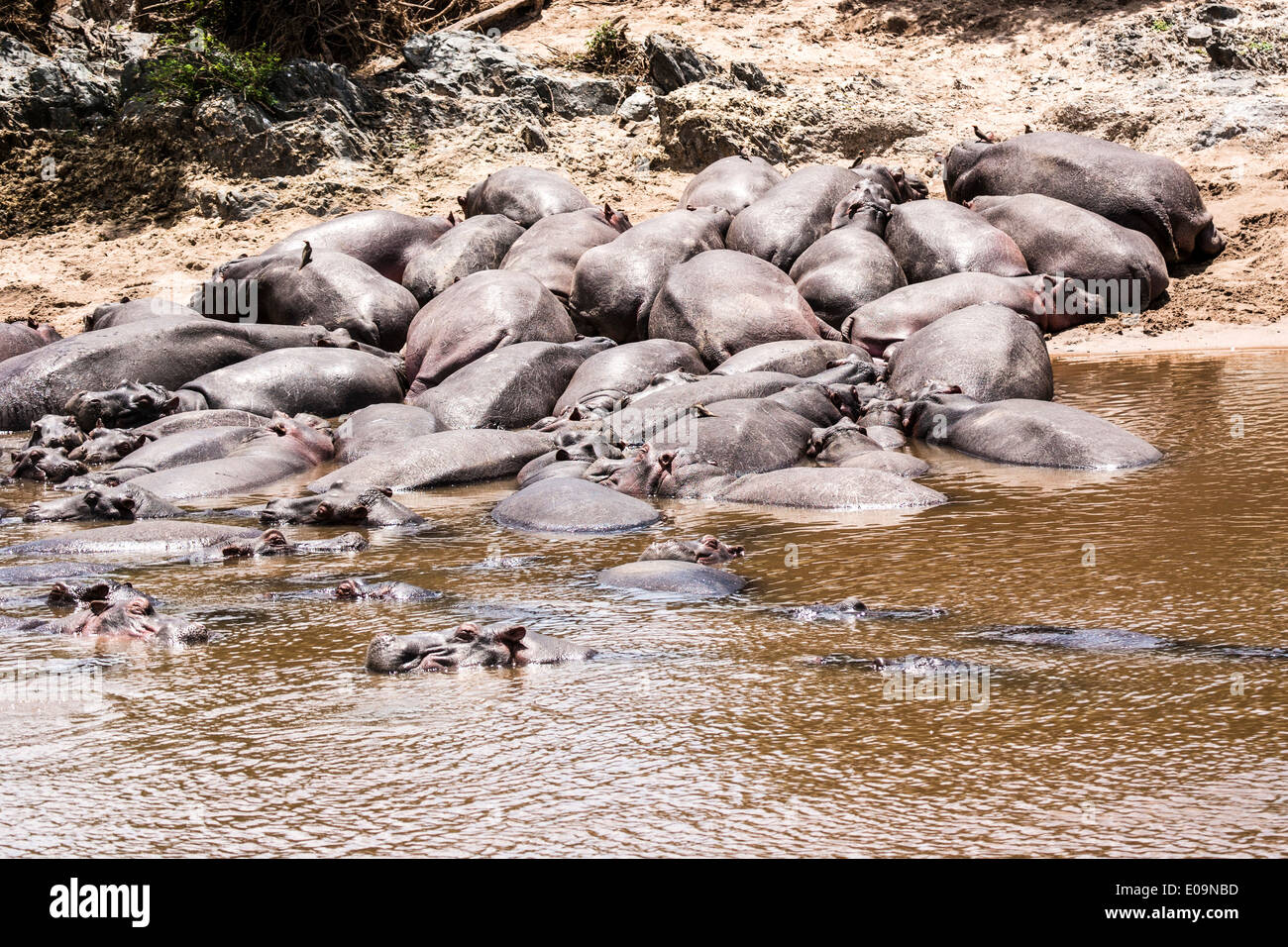 Eine Herde von Nilpferd in einem Fluss im Serengeti Nationalpark, Tansania Stockfoto