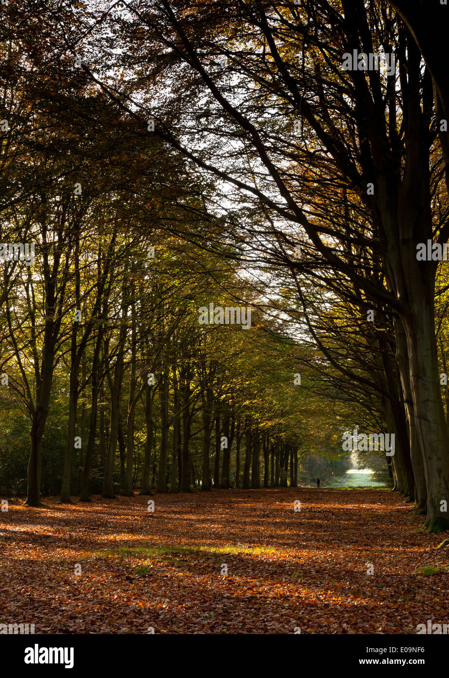 Ein Wanderer auf dem Weg in eine Allee von Buchenwäldern UK Stockfoto