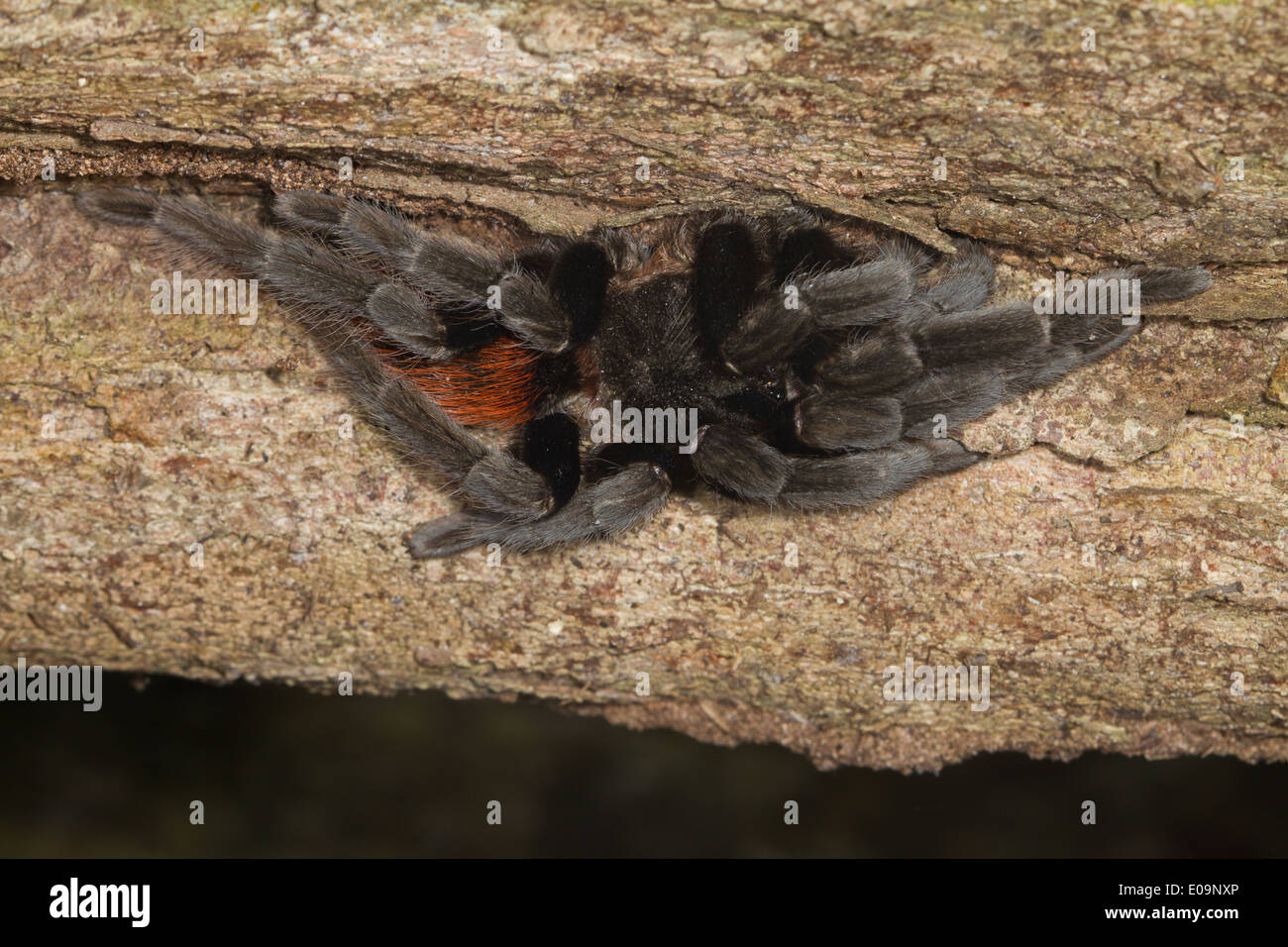 Mexikanische Redrump Vogelspinne (Brachypelma Vagans) ruhen in einem Riss an einem Baumstamm Stockfoto