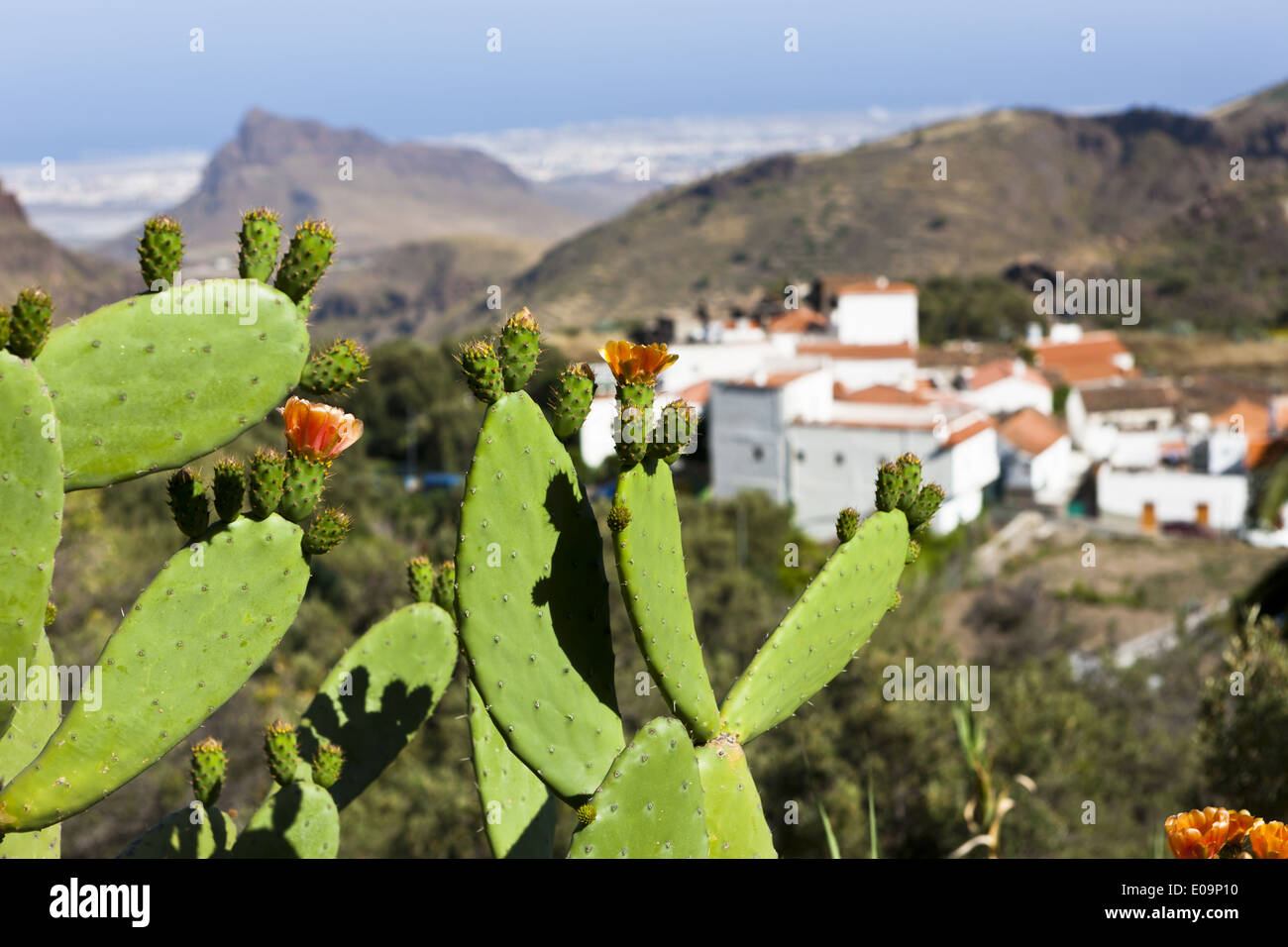 Spanien, Kanarische Inseln, Gran Canaria, Kaktus und Mountain Village Temisas Stockfoto