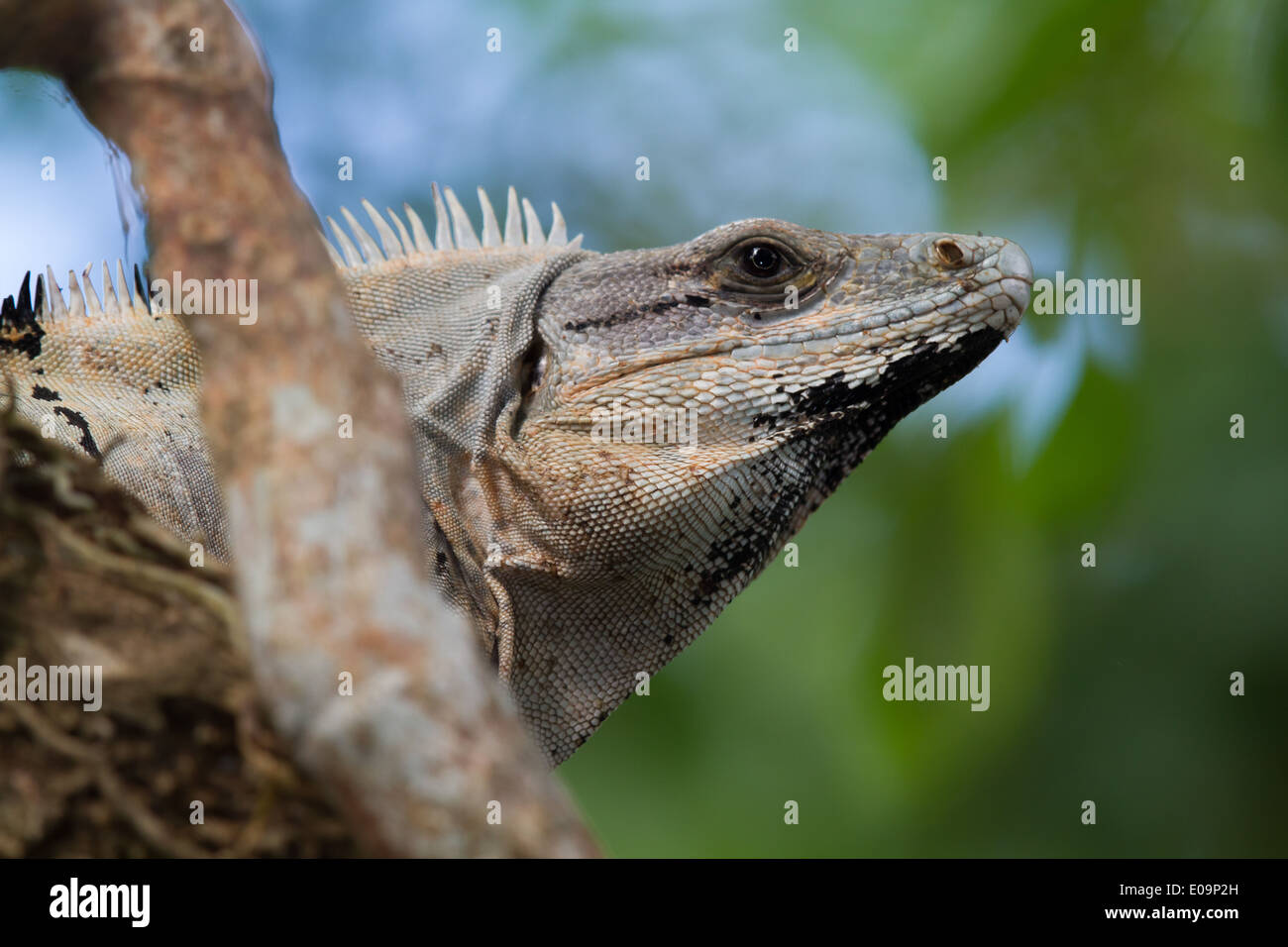 Schwarzer Leguan (Ctenosaura Similis) Stockfoto