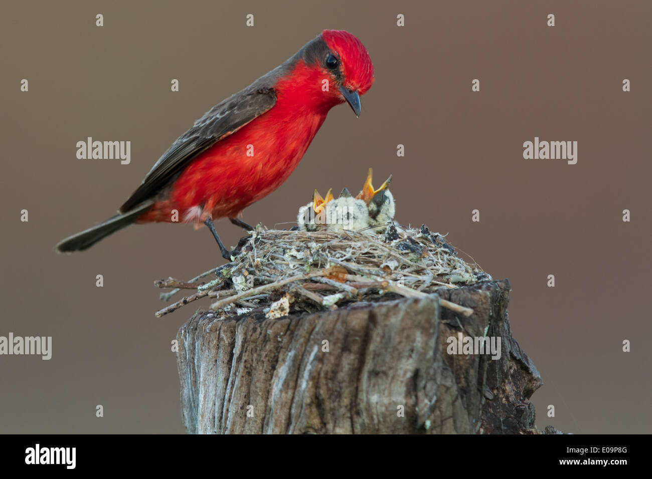 männliche Vermillion Flycatcher (Pyrocephalus Rubinus) Fütterung der Küken Stockfoto