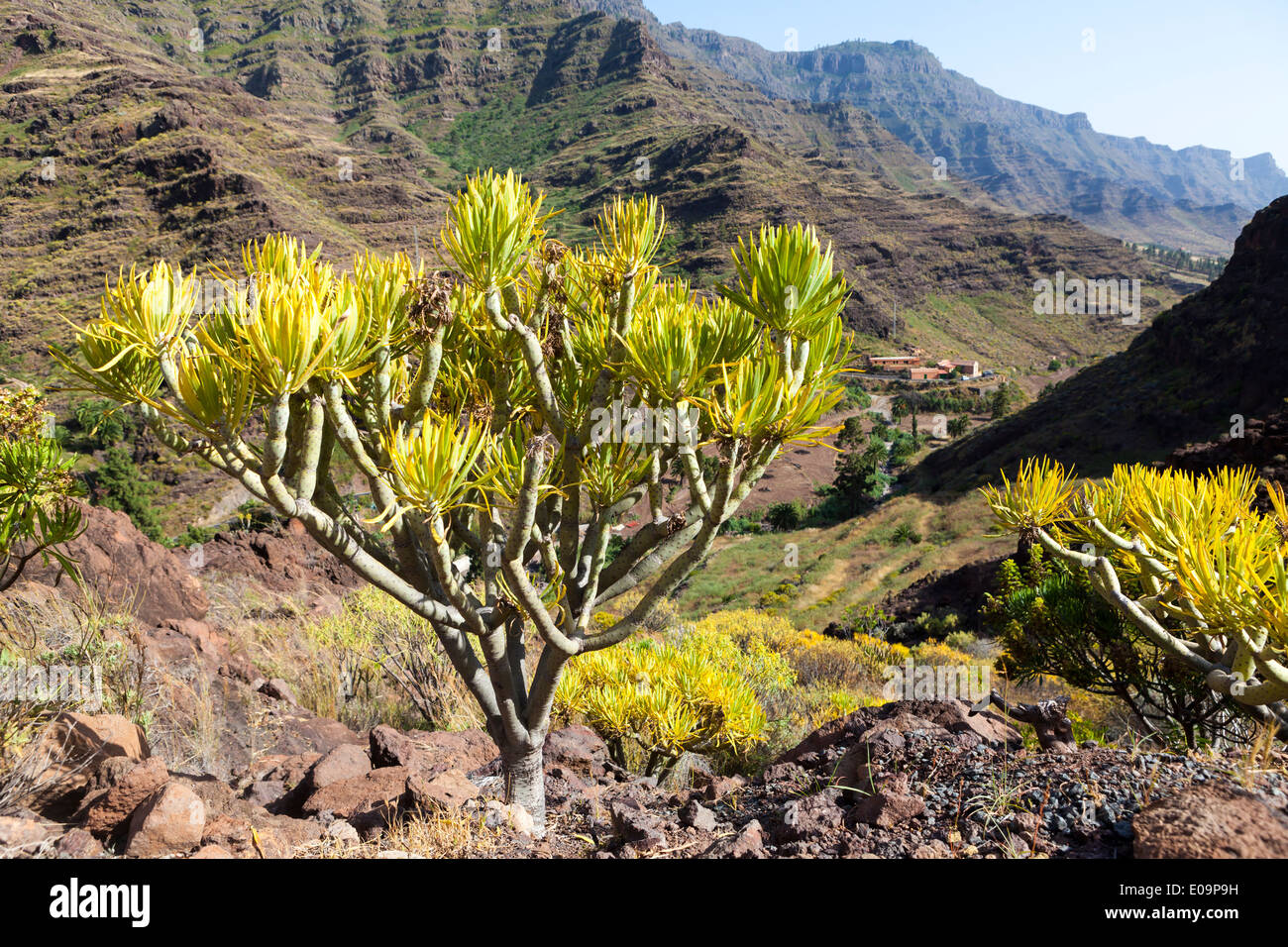 Spanien, Kanarische Inseln, Gran Canaria, Roque Bentaiga, Wolfsmilch, Euphorbia Stockfoto
