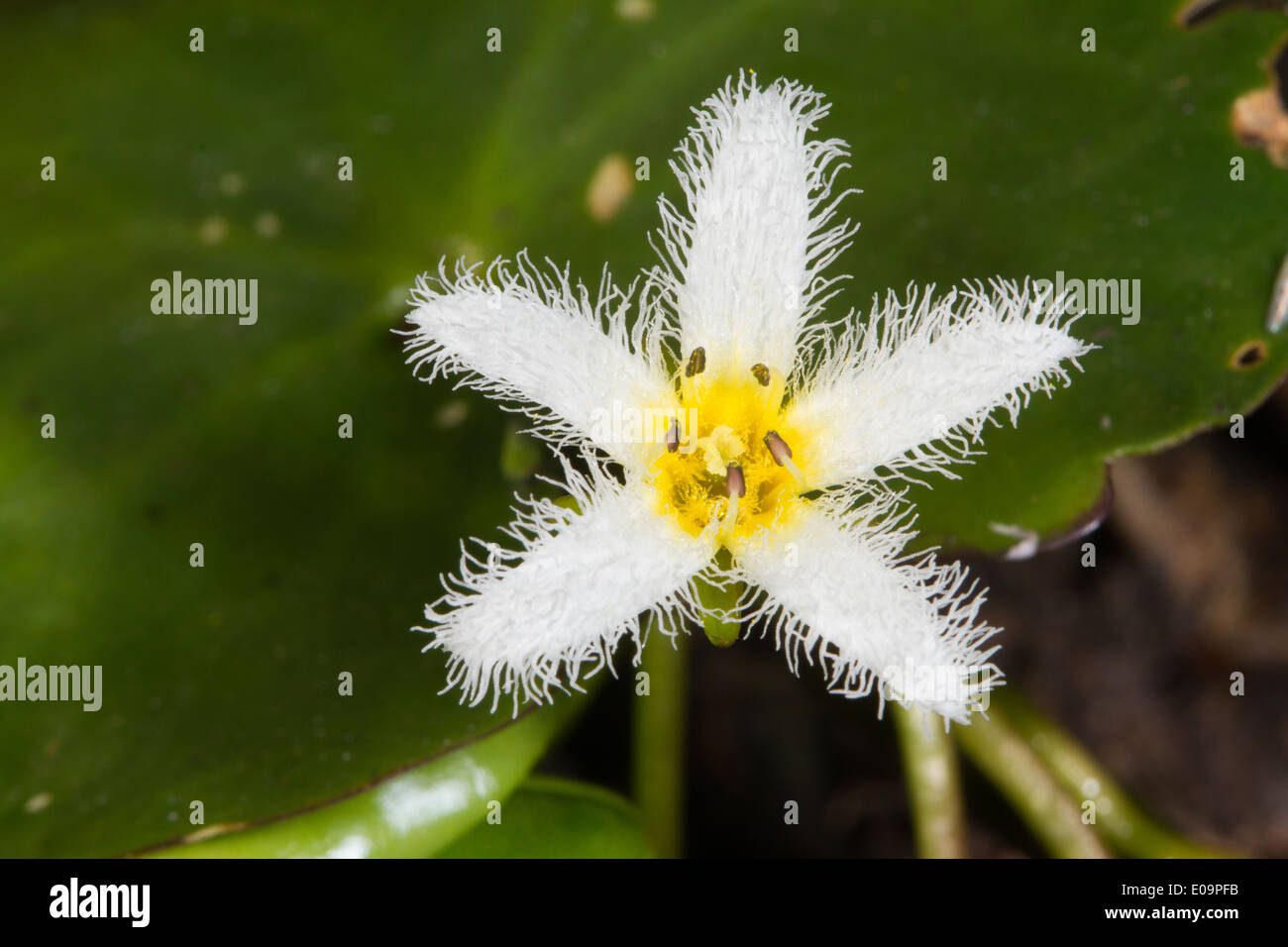 Schneeflocke (Nymphoides Indica) Blume Wasser Stockfoto