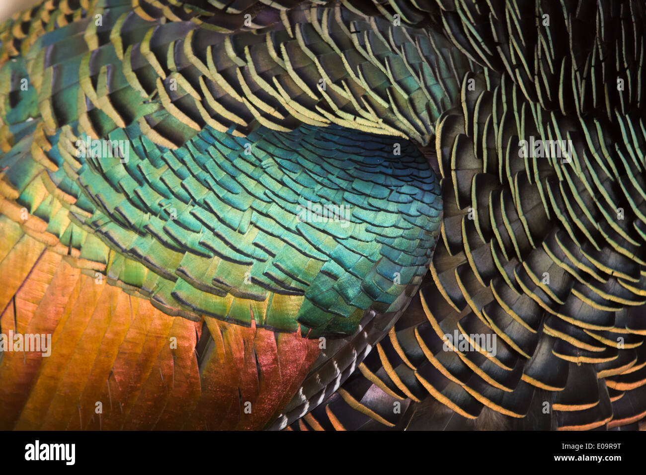 männliche Pfauentruthuhn (Meleagris Ocellata) Flügel Feder detail Stockfoto