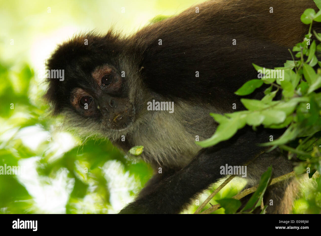 Geoffroy Klammeraffe (Ateles Geoffroyi) Stockfoto