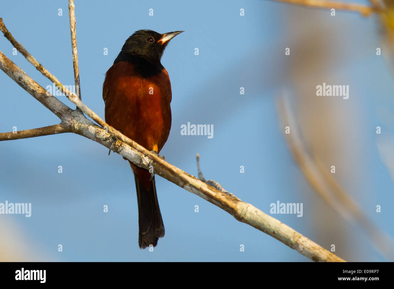 männliche Obstgarten Oriole (Ikterus Spurius) Stockfoto
