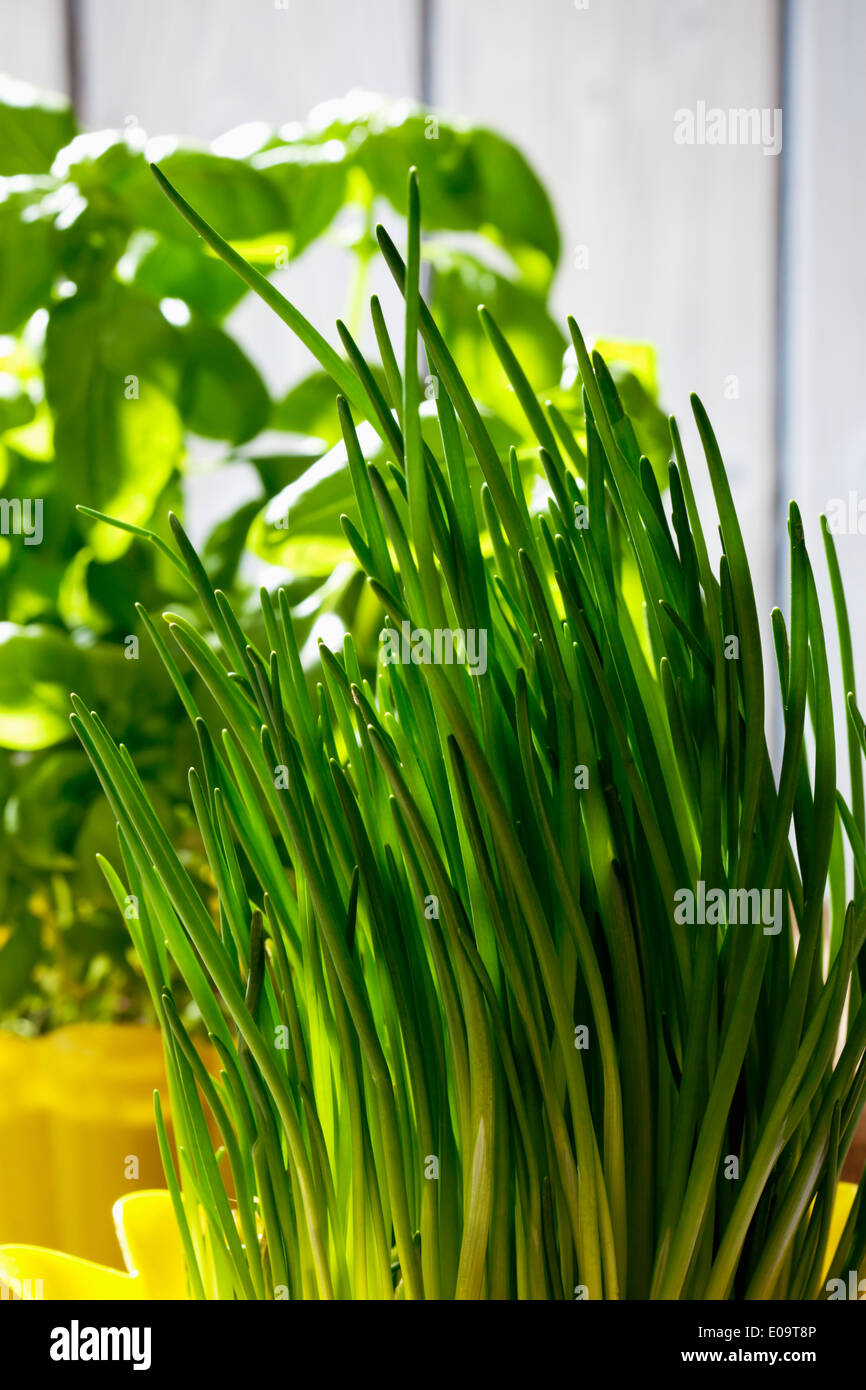 Allium schoenoprasum pot Fotos und Bildmaterial in hoher Auflösung