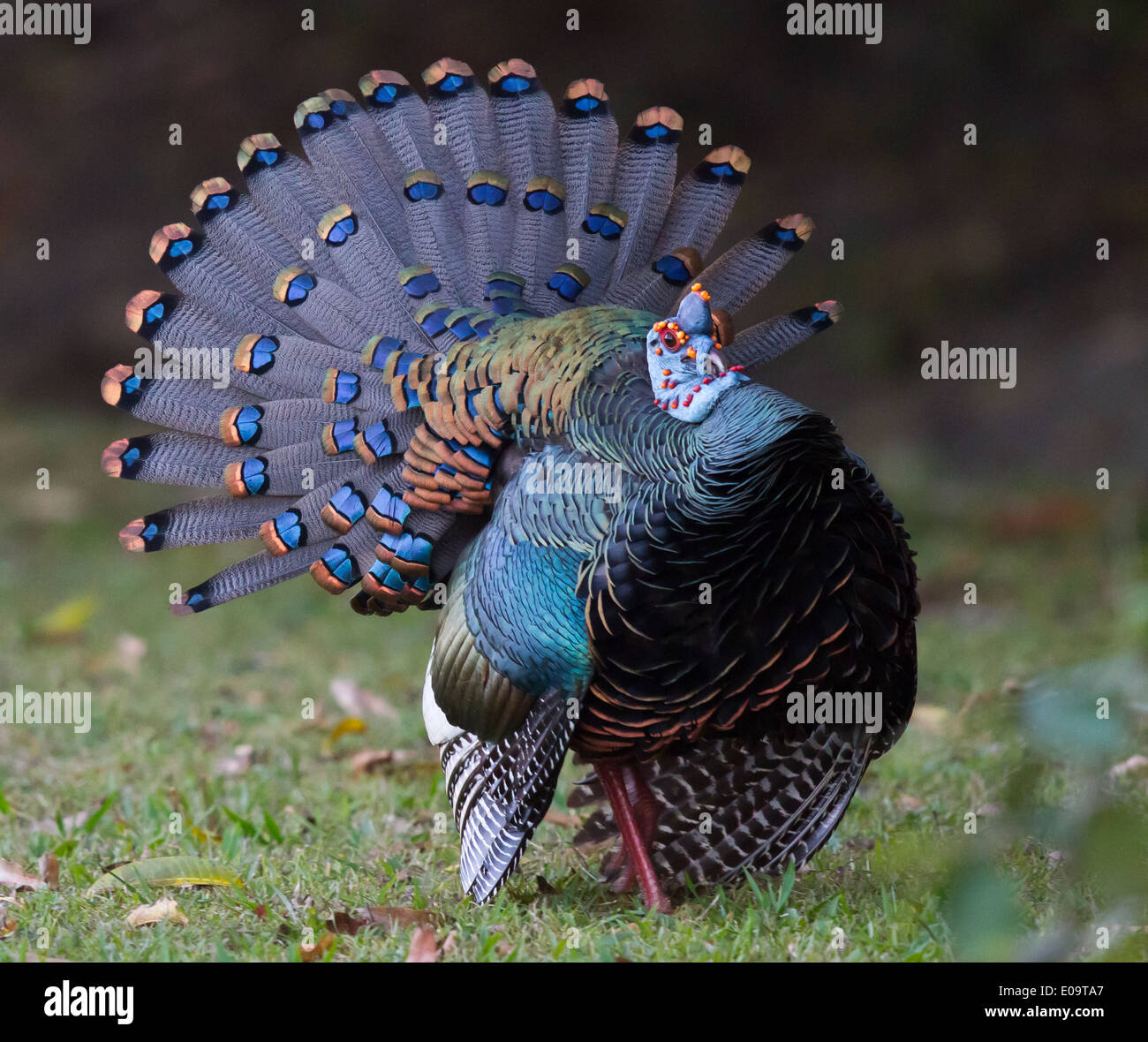 männliche Pfauentruthuhn (Meleagris Ocellata) anzeigen Stockfoto