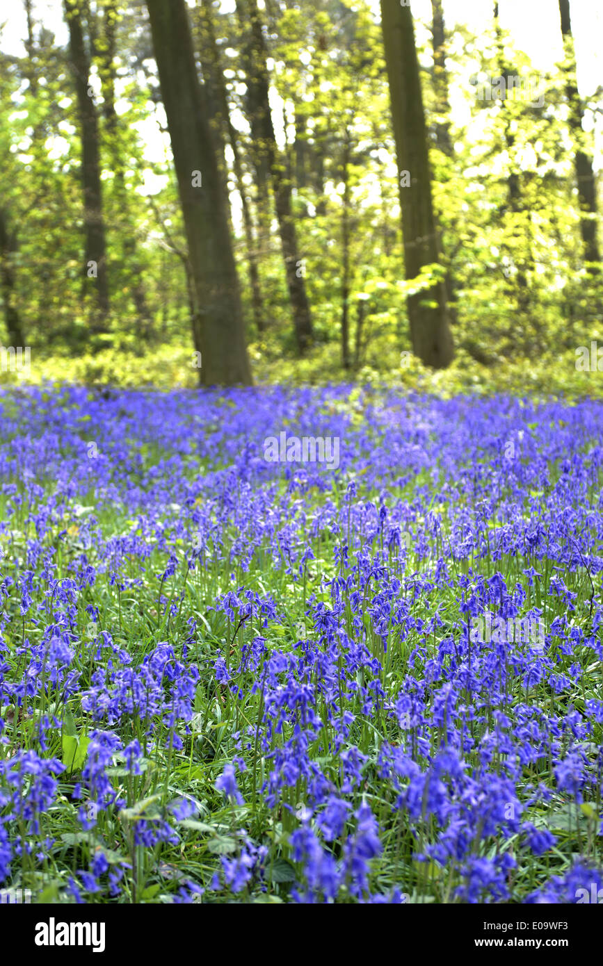 Ein Bluebell Holz in Oxfordshire, England im Frühsommer Stockfoto