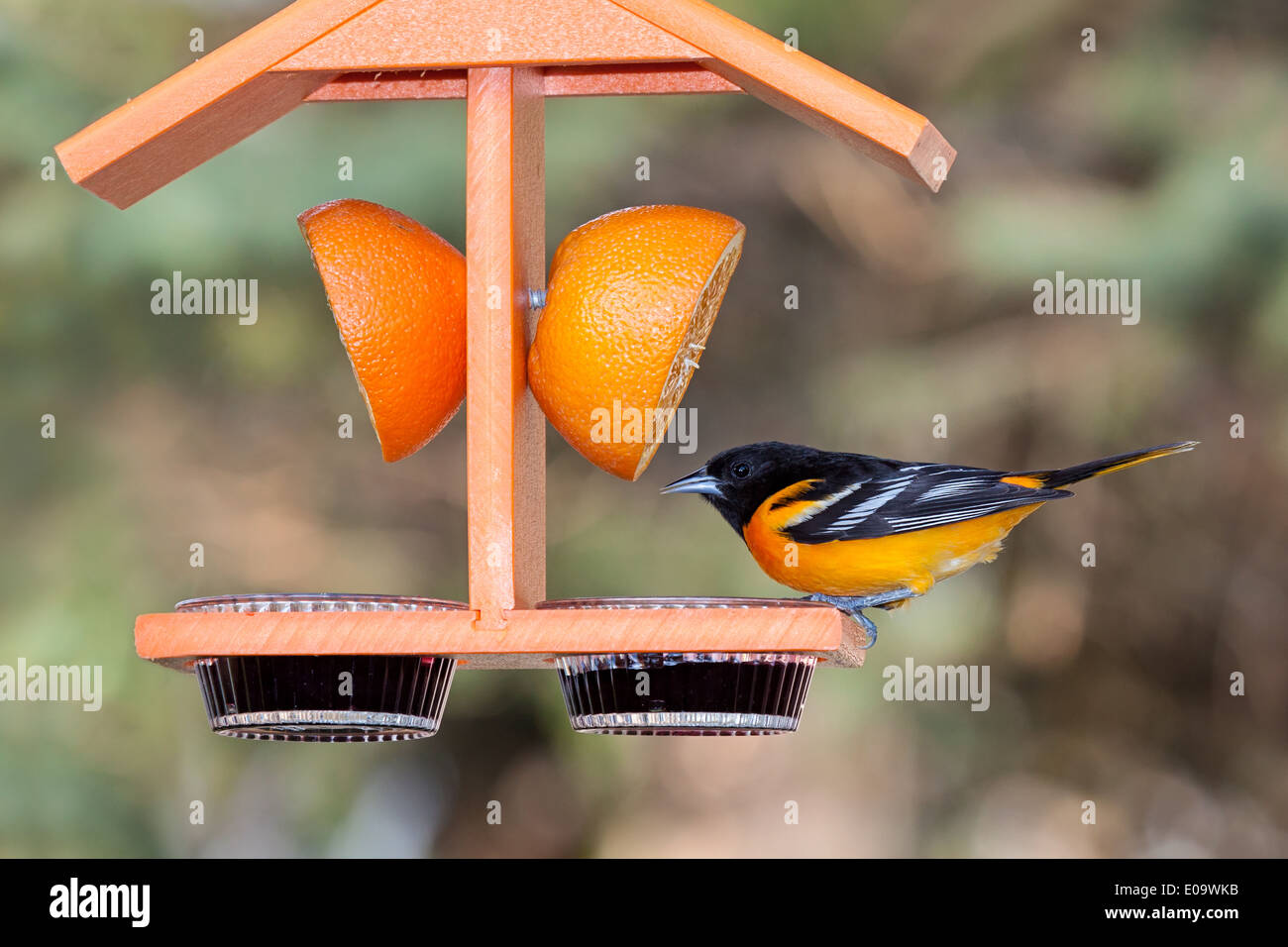 Ein Baltimore Oriole sitzt auf einer orange farbigen Feeder. Stockfoto