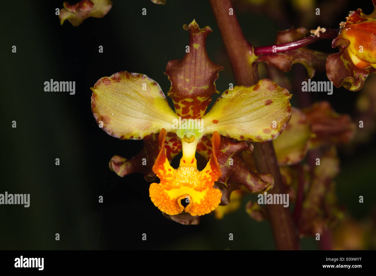 Kuh Horn Orchidee (Cyrtopodium Punctatum) Blume Stockfoto