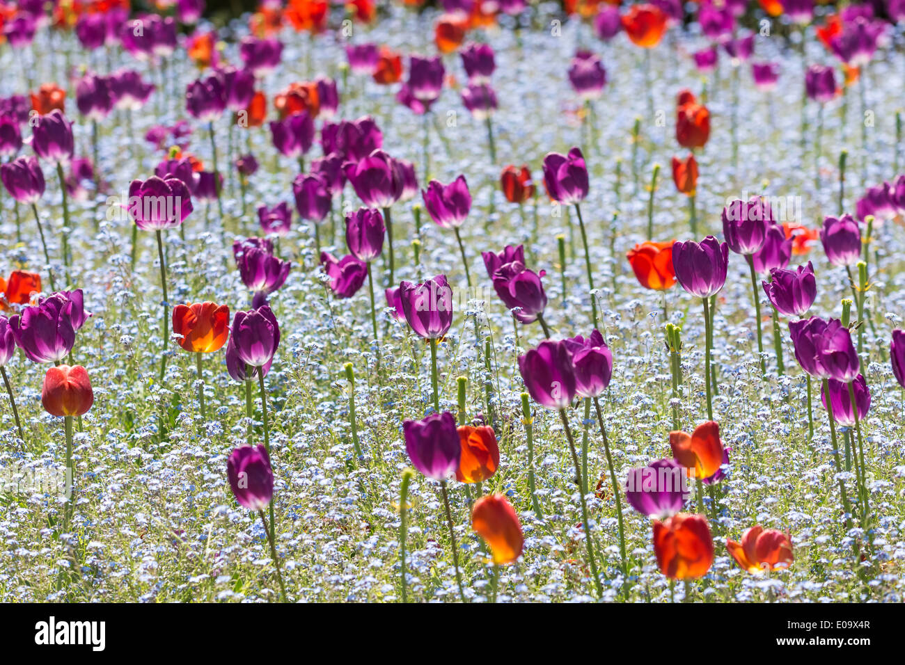 Rote und violette Tulpen Feld im Frühling Stockfoto