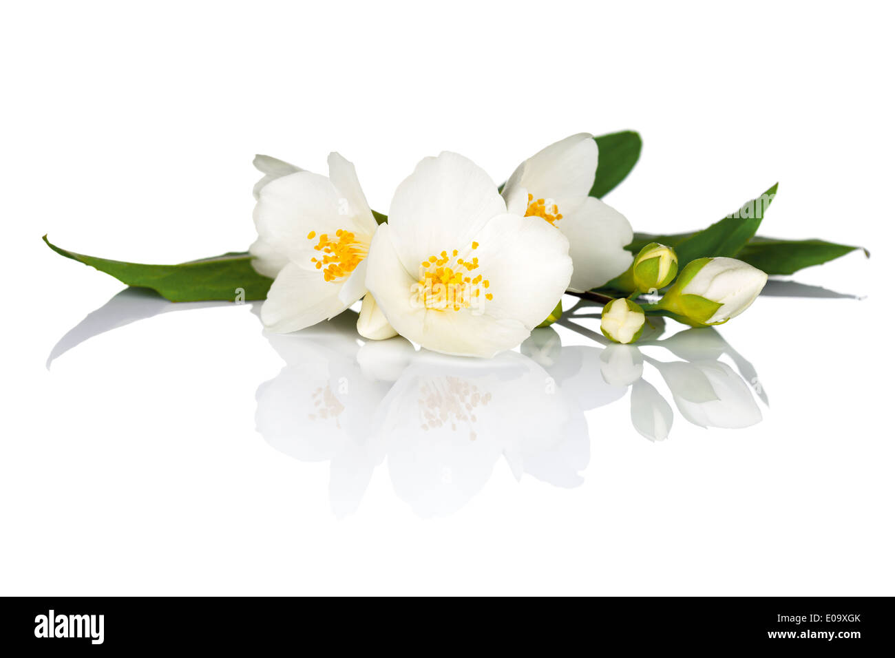 Jasmin Blüten mit grünen Blättern auf weißem Hintergrund. Makroaufnahme Stockfoto