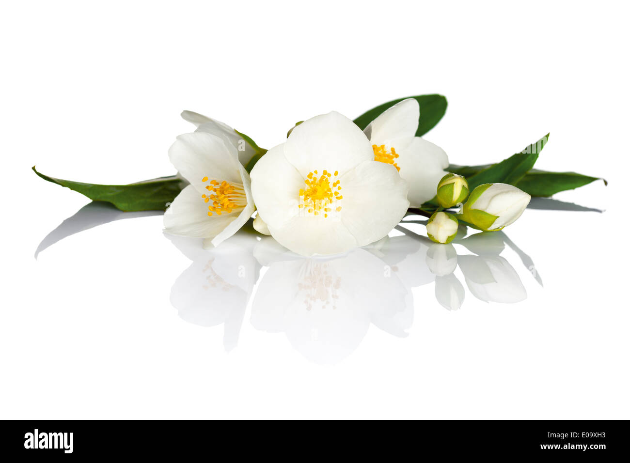 Jasmin Blüten mit grünen Blättern auf weißem Hintergrund. Makroaufnahme Stockfoto