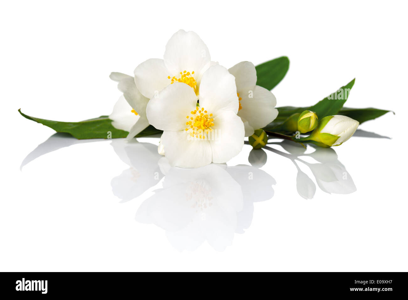 Jasmin Blüten auf weißem Hintergrund. Makroaufnahme Stockfoto