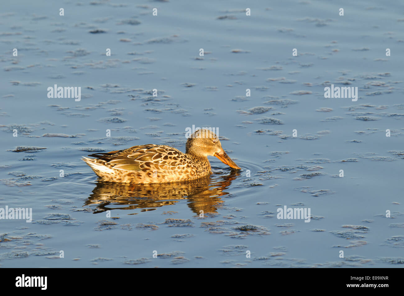 Löffelente (Anas Clypeata) erwachsenes Weibchen mit ihren Schein auf seive Nahrung aus dem Wasser bei RSPB Titchwell Marsh in Norfolk. Februar. Stockfoto