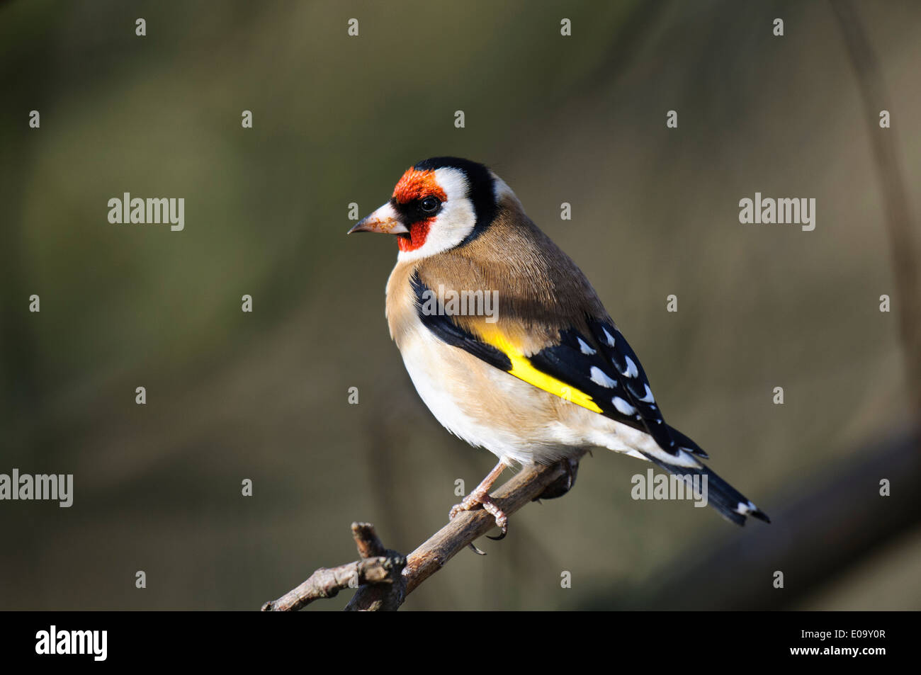 Stieglitz (Zuchtjahr Zuchtjahr) Erwachsenen thront auf einem Zweig am RSPB Saltholme, Stockton-on-Tees. Februar. Stockfoto