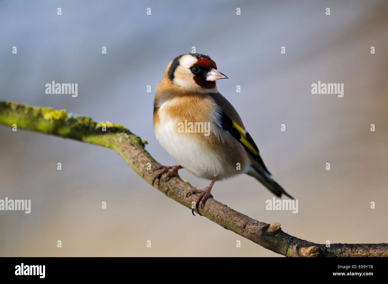 Stieglitz (Zuchtjahr Zuchtjahr) Erwachsenen thront auf einem Zweig am RSPB Saltholme, Stockton-on-Tees. Februar. Stockfoto