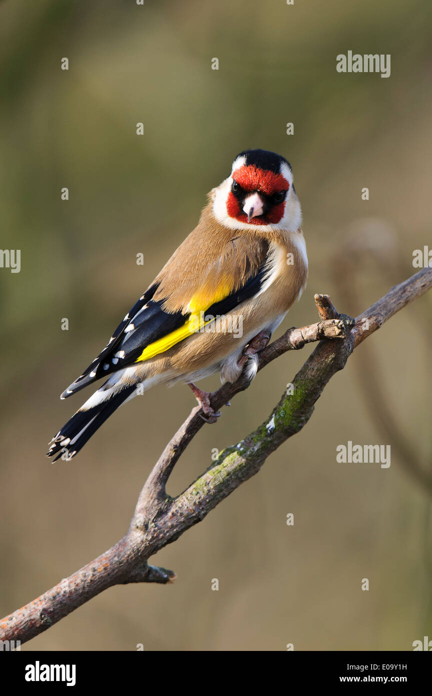 Stieglitz (Zuchtjahr Zuchtjahr) Erwachsene mit einem deformierten Fuß thront auf einem Zweig am RSPB Saltholme, Stockton-on-Tees. Februar. Stockfoto