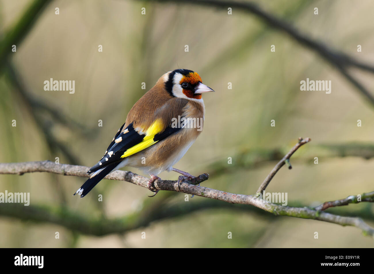 Stieglitz (Zuchtjahr Zuchtjahr) Erwachsenen thront auf einem Zweig am RSPB Saltholme, Stockton-on-Tees. Februar. Stockfoto