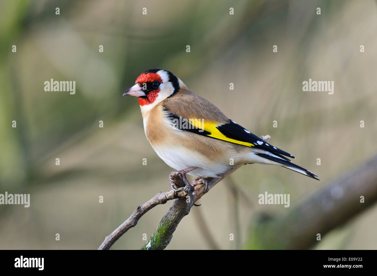 Stieglitz (Zuchtjahr Zuchtjahr) Erwachsenen thront auf einem Zweig am RSPB Saltholme, Stockton-on-Tees. Februar. Stockfoto